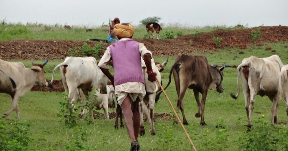 Shrinking pasture land in Rajasthan a cause for concern; menace of