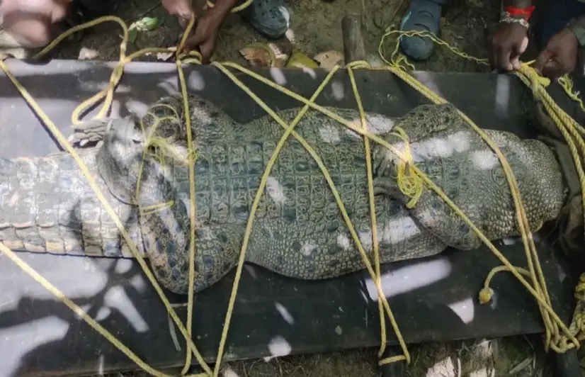 In this Andaman district, crocodiles crawl out after the floods