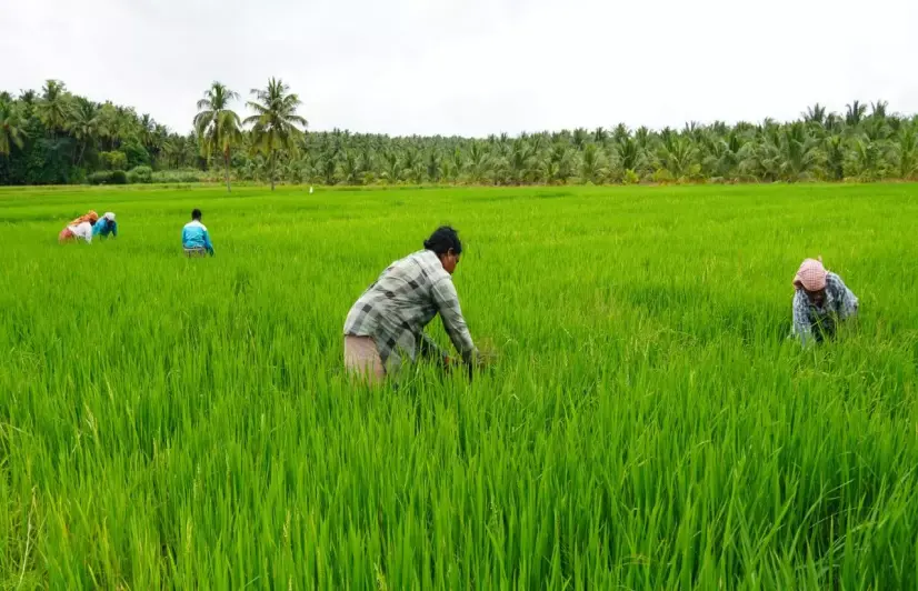 From 200 workdays to barely a dozen, Tamil Nadu’s farm labourers are being pushed toward factory work