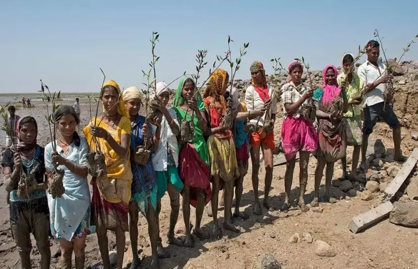 Women rise along Gujarat’s coast wherever mangroves take root