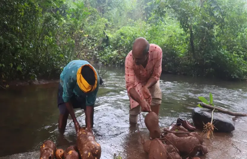 As Gandhamardan’s climate changes, medicinal plants become harder to find
