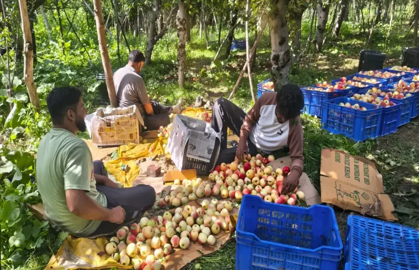 Kashmir’s apple growers have to pay to replace a winter that once came free