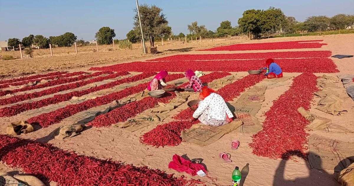 Water-intensive Mathania chilli awaits GI recognition amid groundwater ...