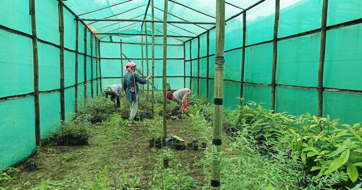Manipur Village How a Manipur village is rebuilding its rainforest commons