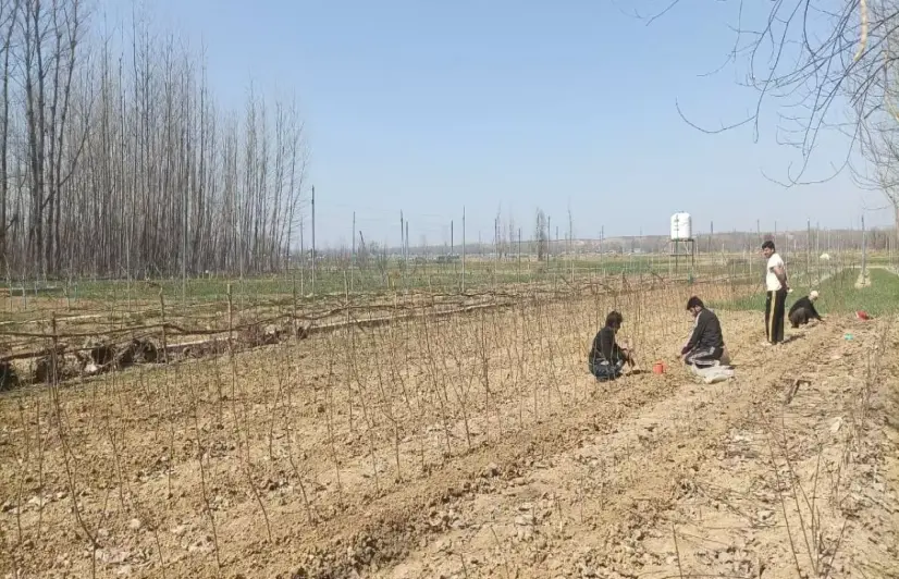 In Kashmir, thinning snow and neglected canals are disrupting irrigation systems