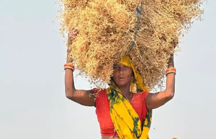 Wages in grain, losses in the market: Migrant workers in Bihar’s Tal region face double economic blow