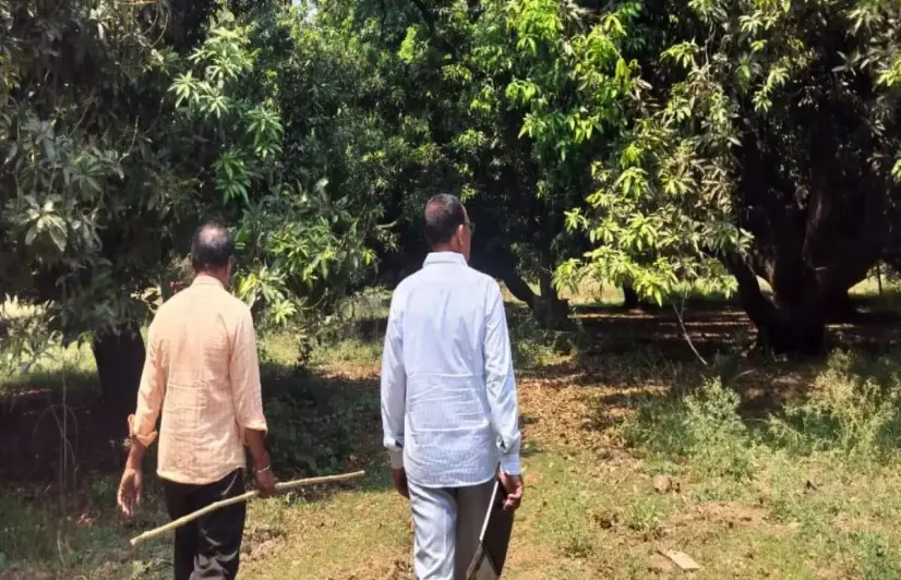 Konkan’s Alphonso crop collapses, farmers left without markets