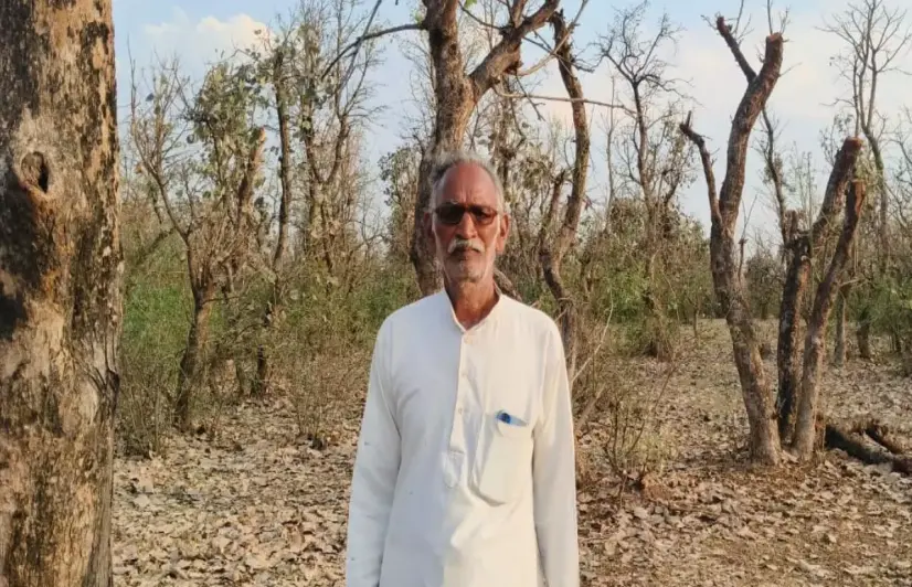 In Balaghat, the insect that glued livelihoods together is disappearing