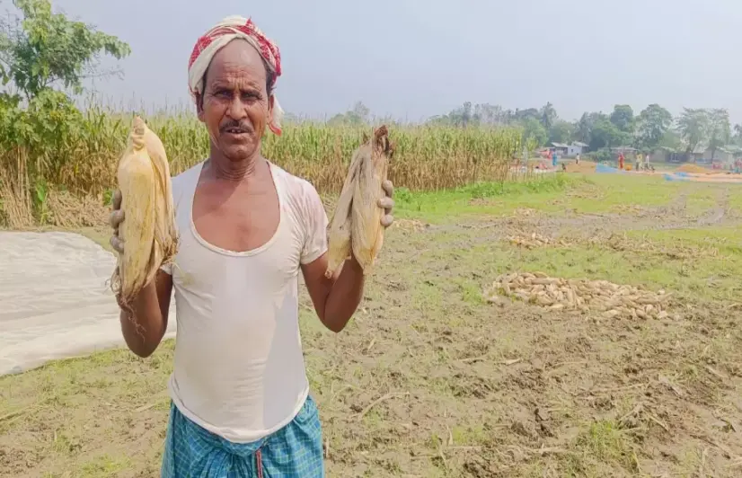Double trouble: Assam’s maize farmers hit by pests and erratic weather