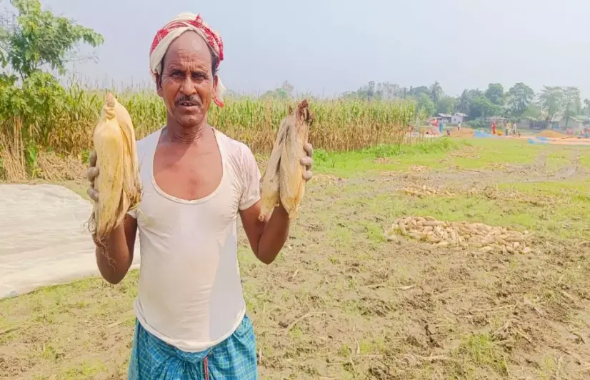 Double trouble: Assam’s maize farmers hit by pests and erratic weather