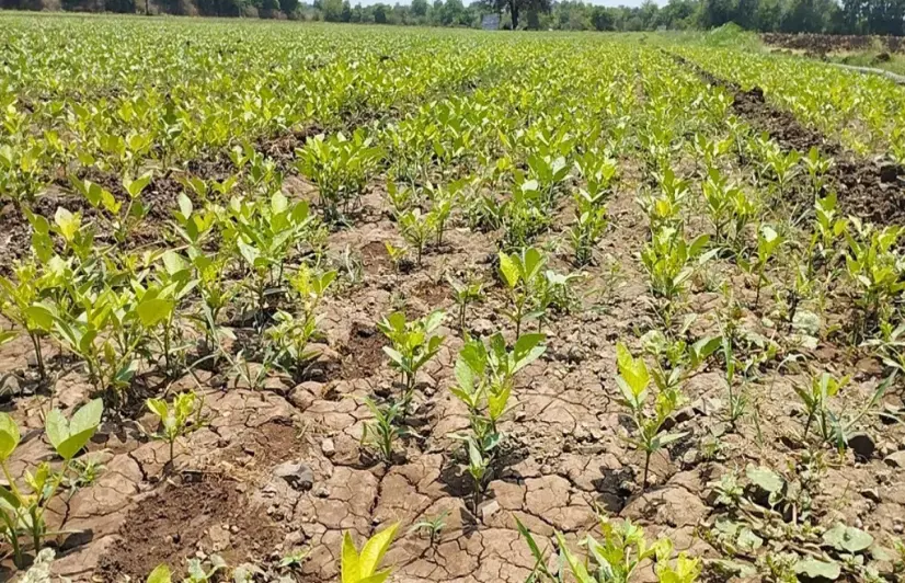 MSP uncertainty pushes Khargone farmers away from summer moong