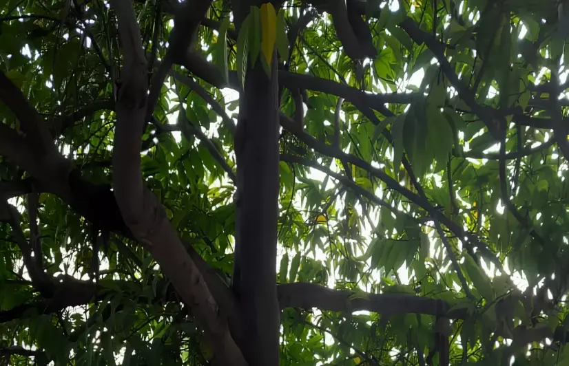 Under the shade of controversy: The debate over Bhopal’s plan to fell saptaparni trees 