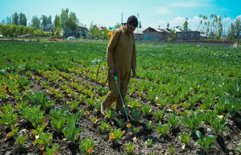 In Kashmir's vegetable hub, a winter disease has disrupted farming 