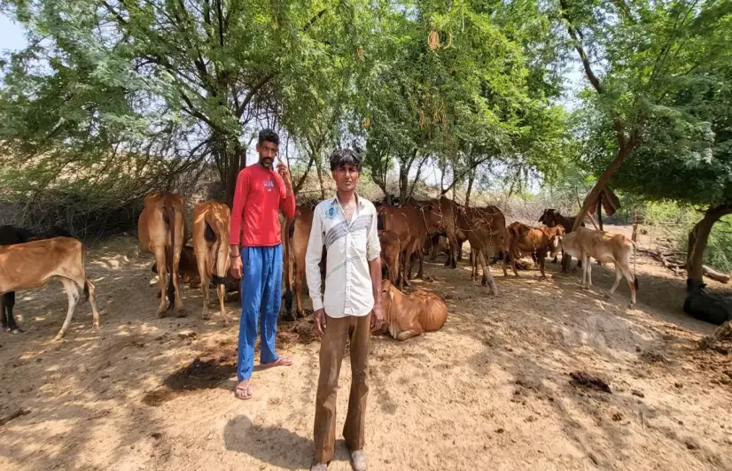 As grazing lands shrink, Rajasthan’s Rath Muslim herders struggle to sustain a way of life