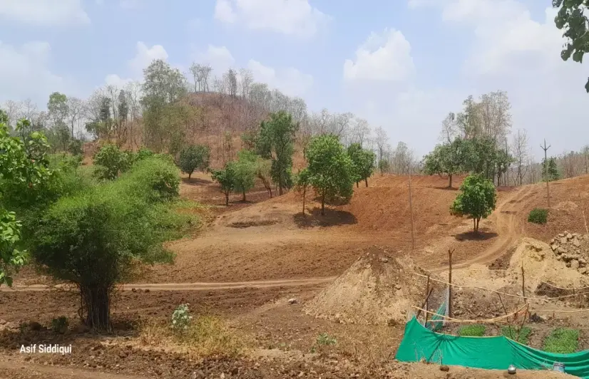 The tree that helped tribals survive famines is slowly disappearing