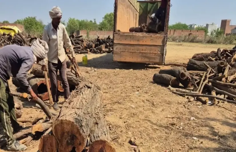 Timber trade takes root in Bundelkhand as farmers sell trees